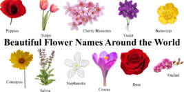 Beautiful Flowers Names: 150+ Gorgeous Flowers From Around the World