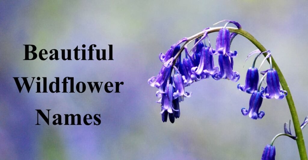 Beautiful Wildflower Names