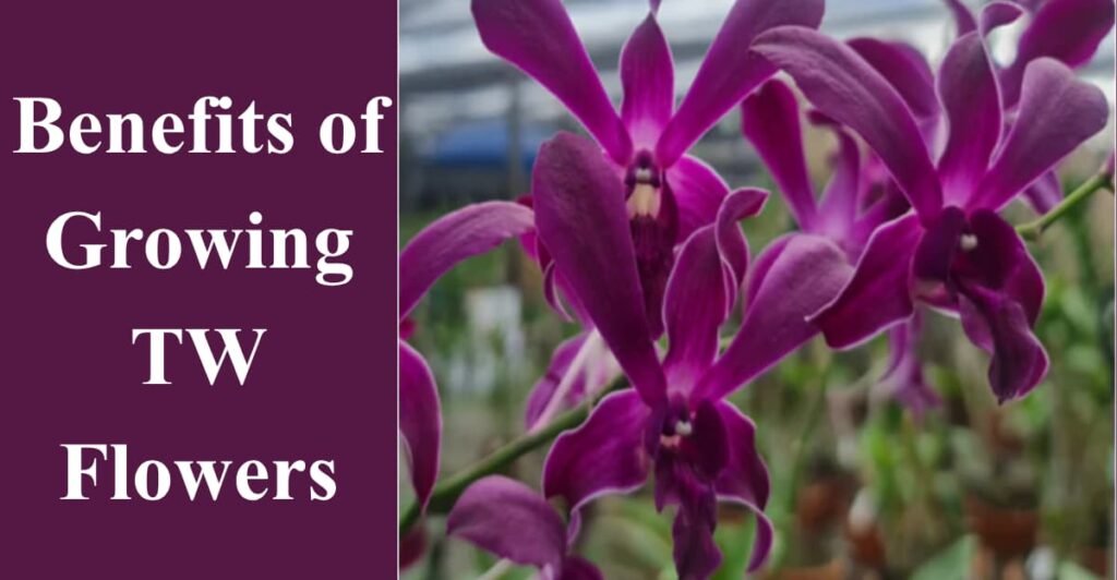 Benefits of Growing TW Flowers