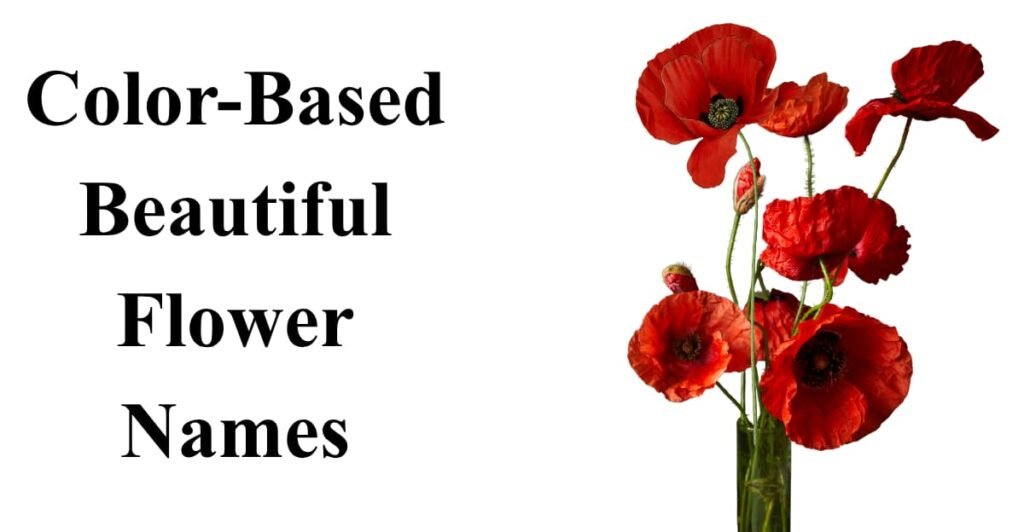 Color-Based Beautiful Flower Names