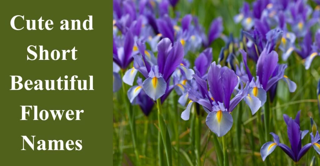 Cute and Short Beautiful Flower Names