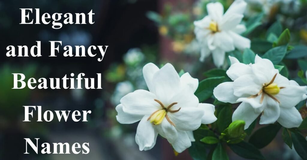 Elegant and Fancy Beautiful Flower Names