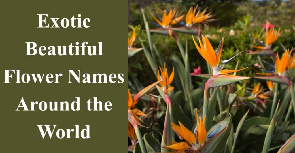 Exotic Beautiful Flower Names  Around the World