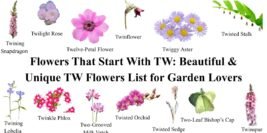 Flowers That Start With TW: Beautiful & Unique TW Flowers List for Garden Lovers