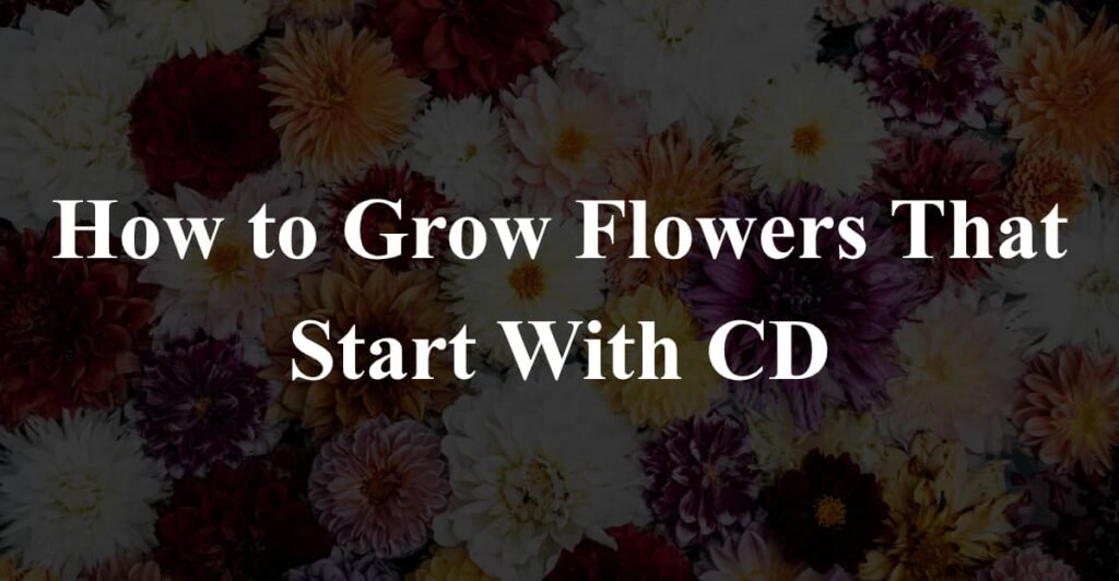 How to Grow Flowers That Start With CD