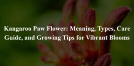 Kangaroo Paw Flower: Meaning, Types, Care Guide, and Growing Tips for Vibrant Blooms