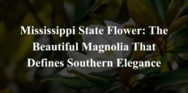 Mississippi State Flower: The Beautiful Magnolia That Defines Southern Elegance