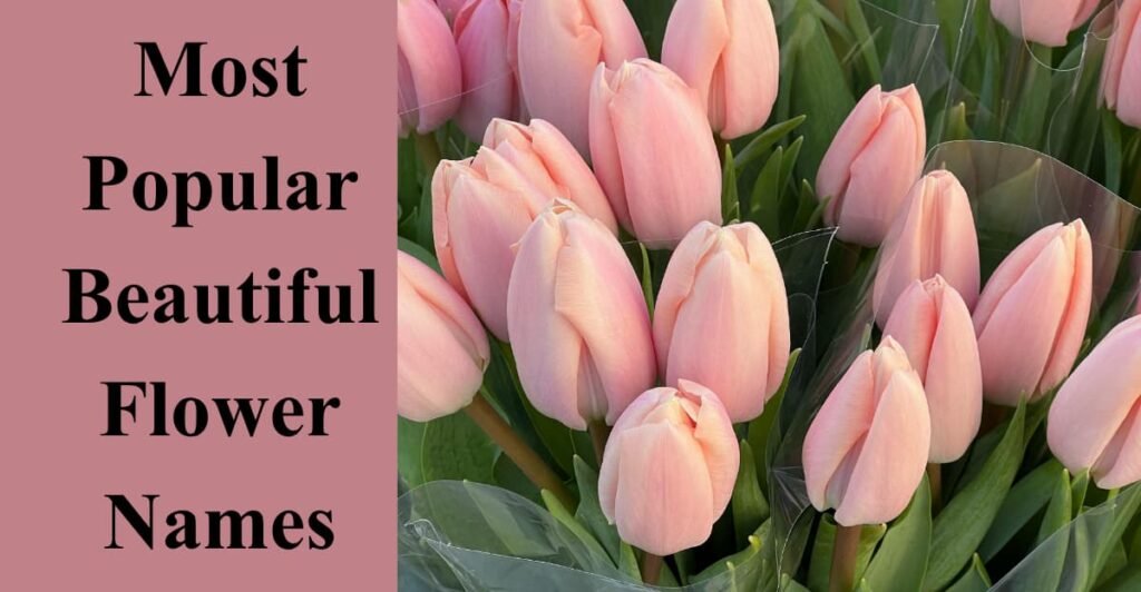 Most Popular Beautiful Flower Names