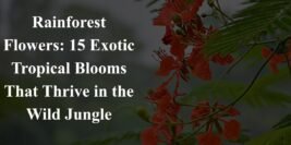 Rainforest Flowers: 15 Exotic Tropical Blooms That Thrive in the Wild Jungle
