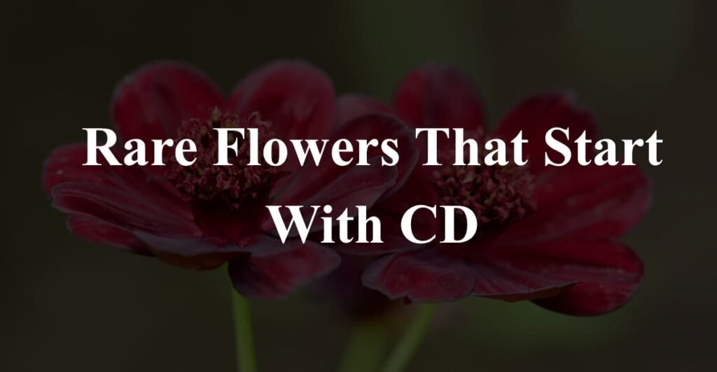 rare flowers start with cd