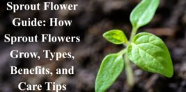 Sprout Flower Guide: How Sprout Flowers Grow, Types, Benefits, and Care Tips