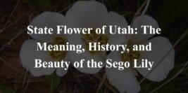 State Flower of Utah: The Meaning, History, and Beauty of the Sego Lily