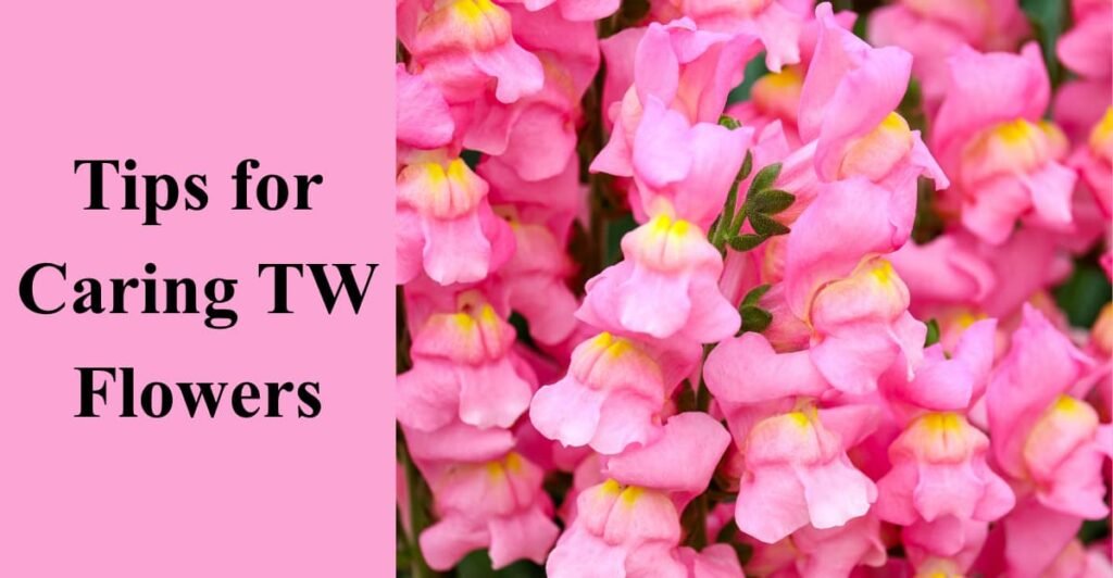 Tips for Caring TW Flowers