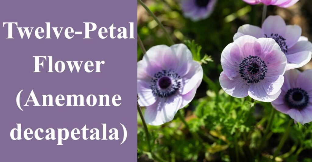 Twelve-Petal Flower (Anemone decapetala)