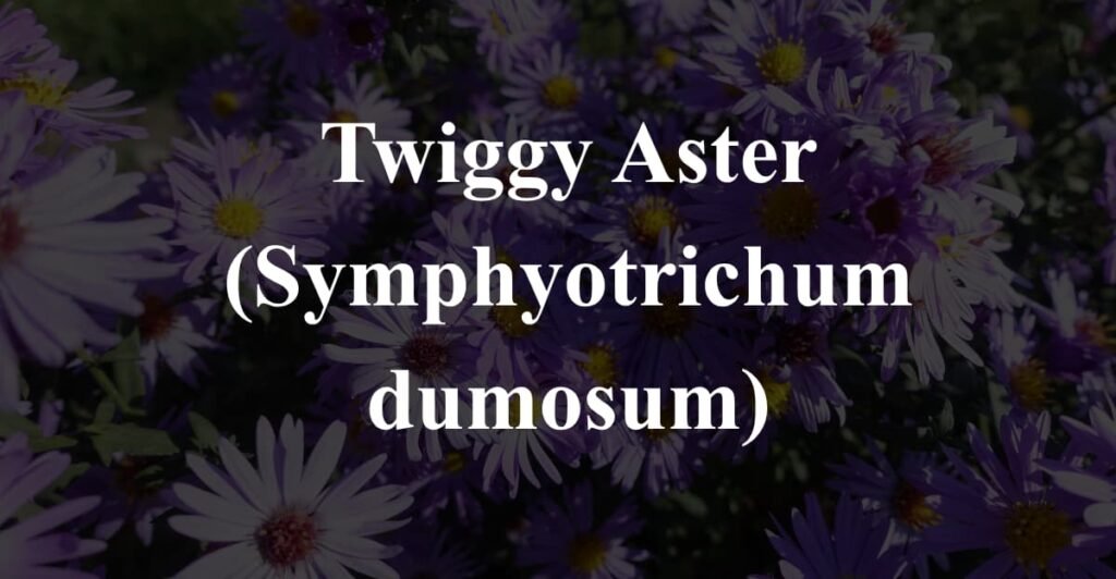 Twiggy Aster (Symphyotrichum dumosum)