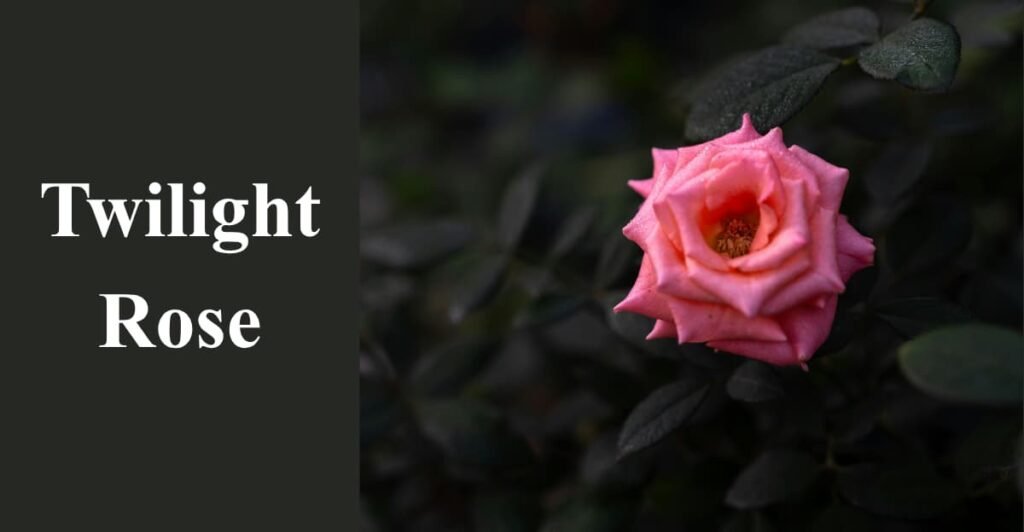 Twilight Rose