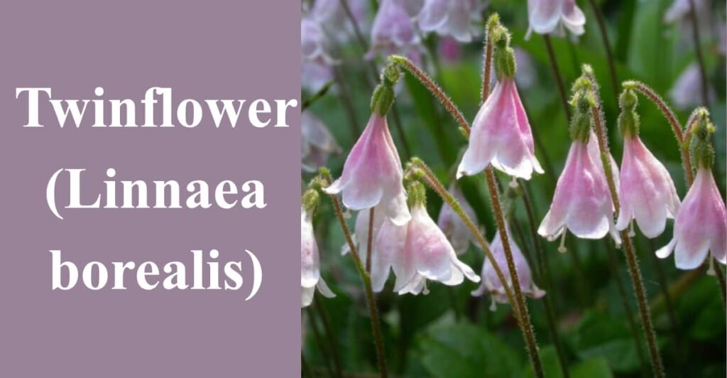 Twinflower (Linnaea borealis)