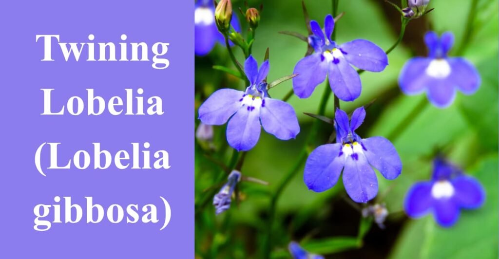 Twining Lobelia (Lobelia gibbosa)