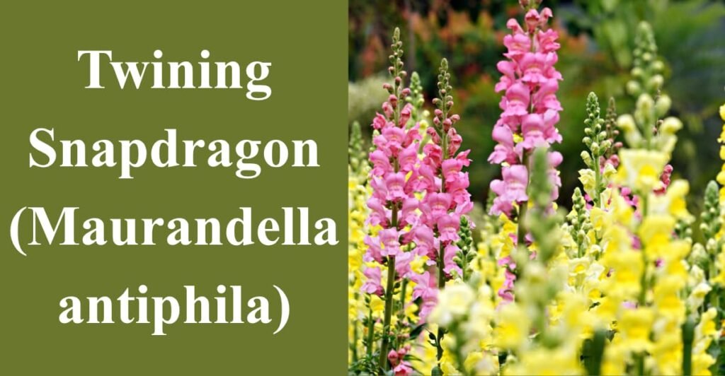 Twining Snapdragon (Maurandella antiphila)