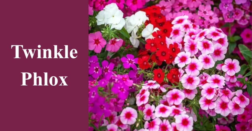 Twinkle Phlox