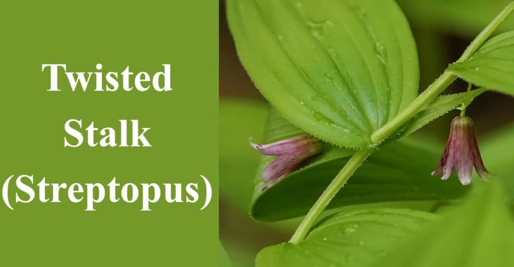 Twisted Stalk (Streptopus)