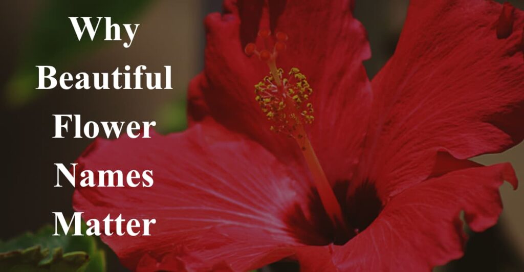 Why Beautiful Flower Names Matter