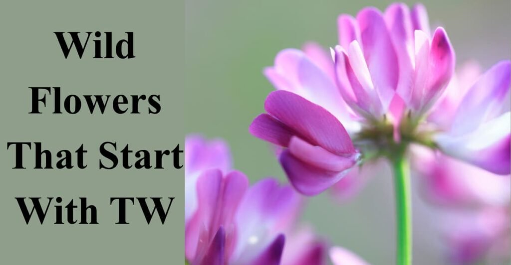 Wild Flowers That Start With TW