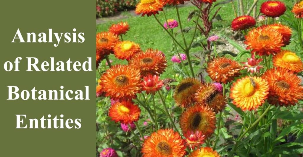 Analysis of Related Botanical Entities