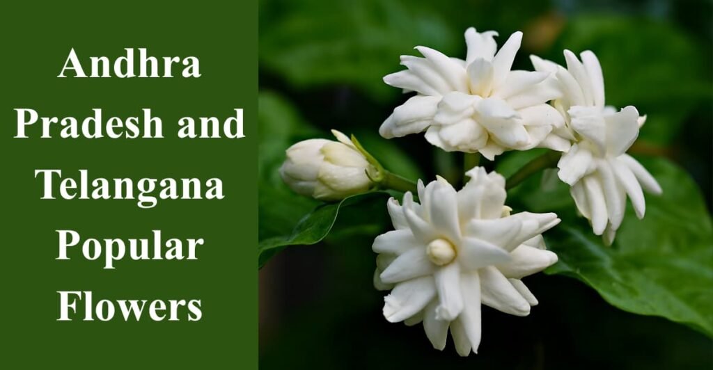 Andhra Pradesh and Telangana Popular Flowers
