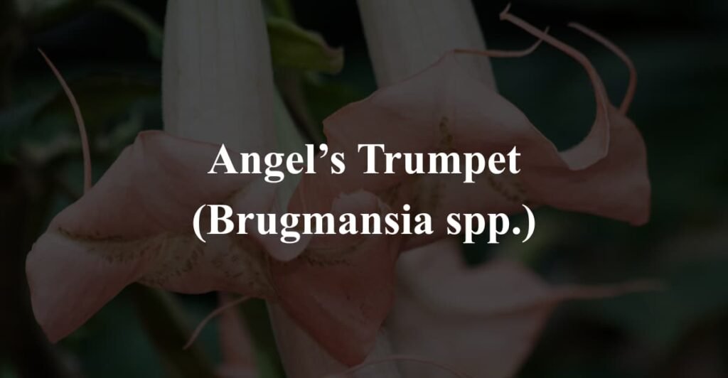 Angel’s Trumpet (Brugmansia spp.)