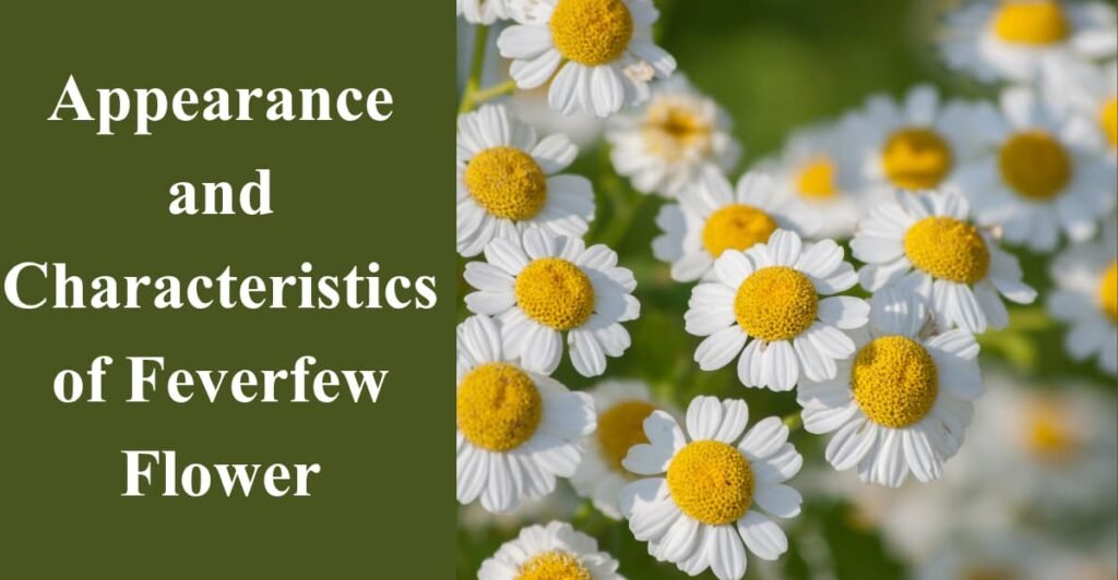 Appearance and Characteristics of Feverfew Flower