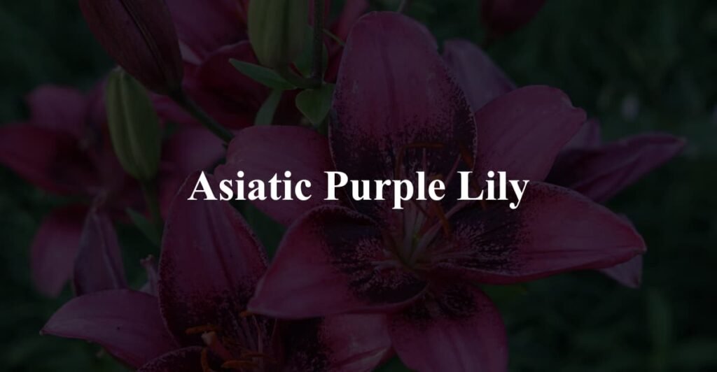 Asiatic Purple Lily