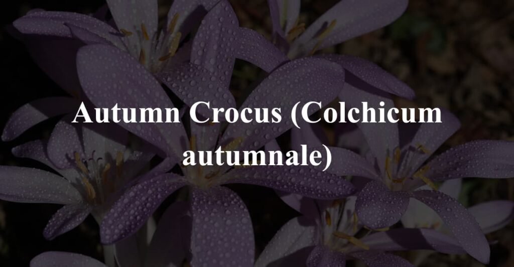 Autumn Crocus (Colchicum autumnale)