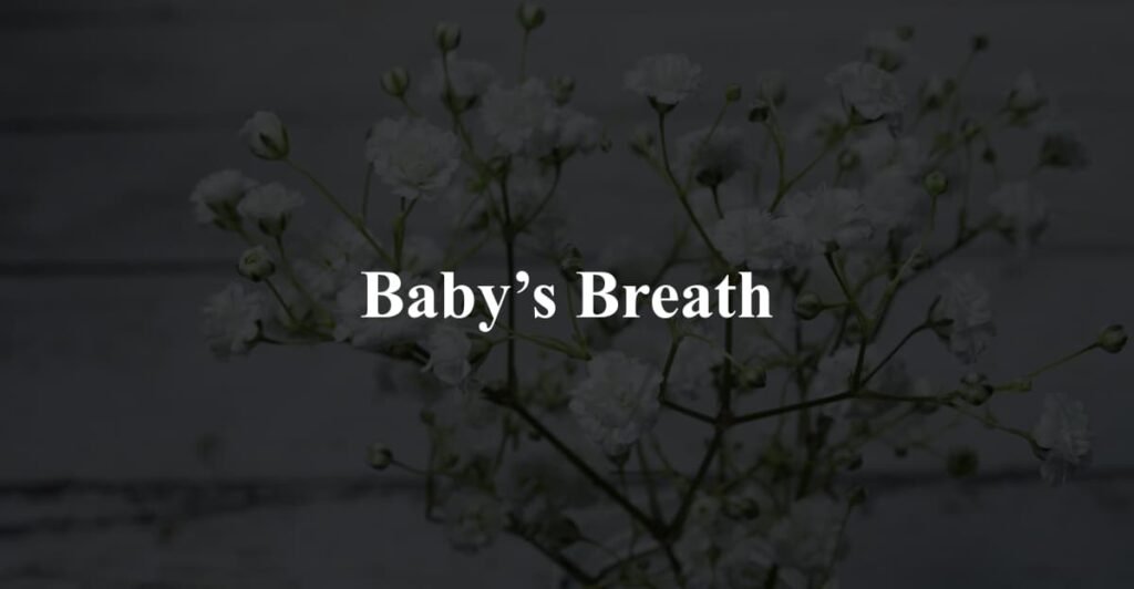 Baby’s Breath
