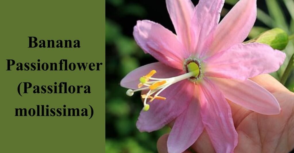 Banana Passionflower (Passiflora mollissima)