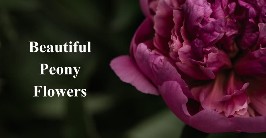Beautiful Peony Flowers
