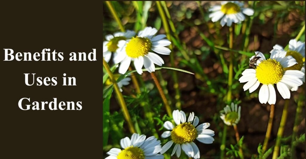 Benefits and Uses in Gardens