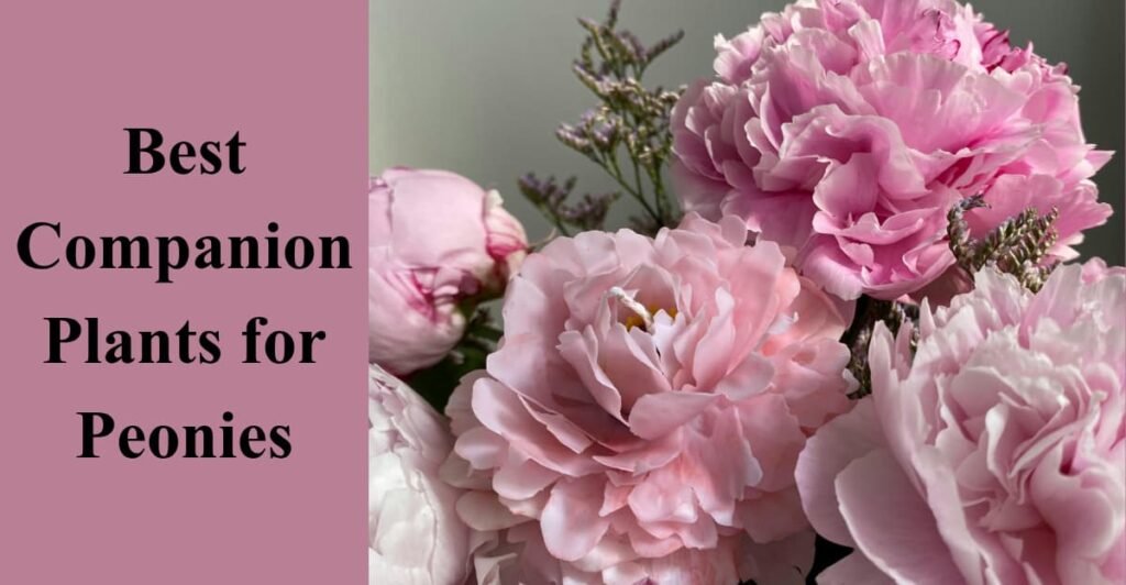 Best Companion Plants for Peonies