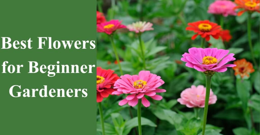 Best Flowers for Beginner Gardeners