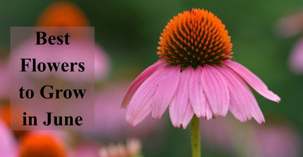 Best Flowers to Grow in June