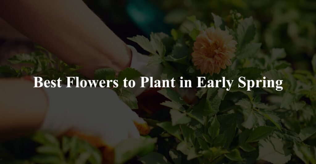 Best Flowers to Plant in Early Spring