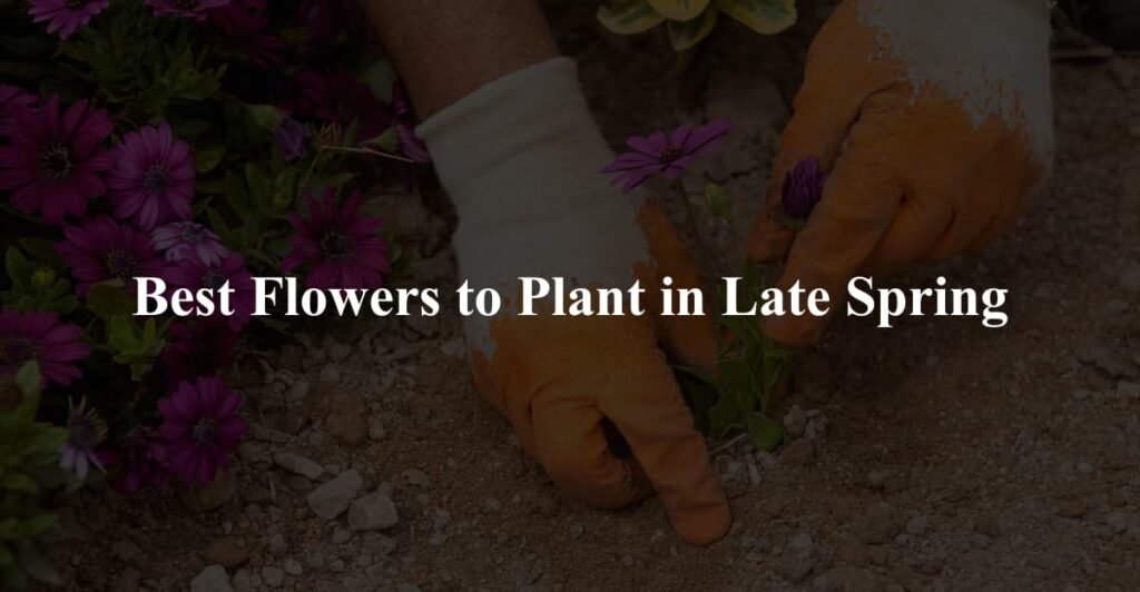 Best Flowers to Plant in Late Spring