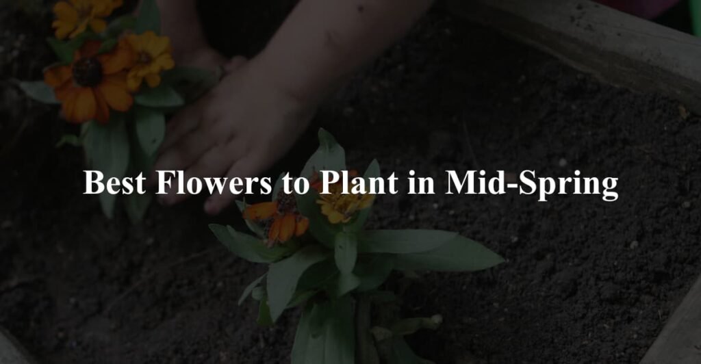 Best Flowers to Plant in Mid-Spring