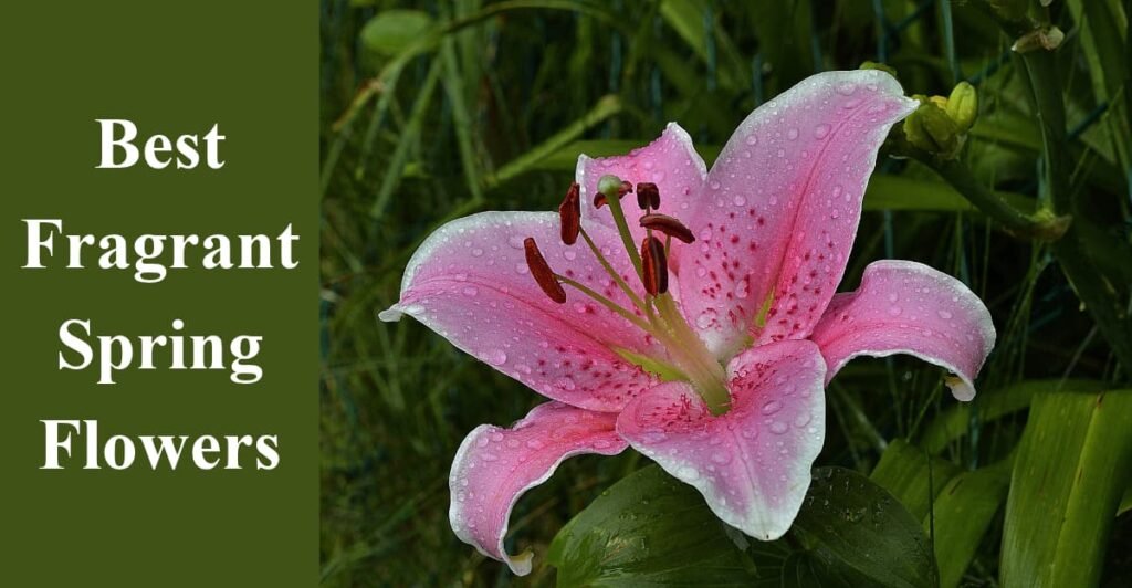 Best Fragrant Spring Flowers