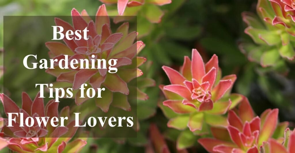 Best Gardening Tips for Flower Lovers