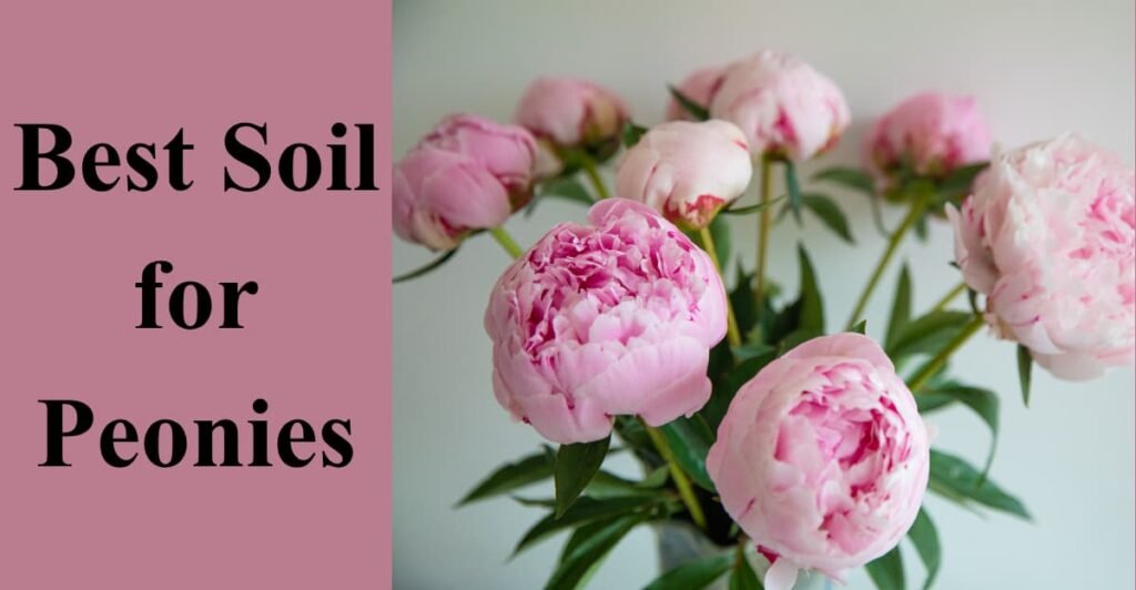Best Soil for Peonies