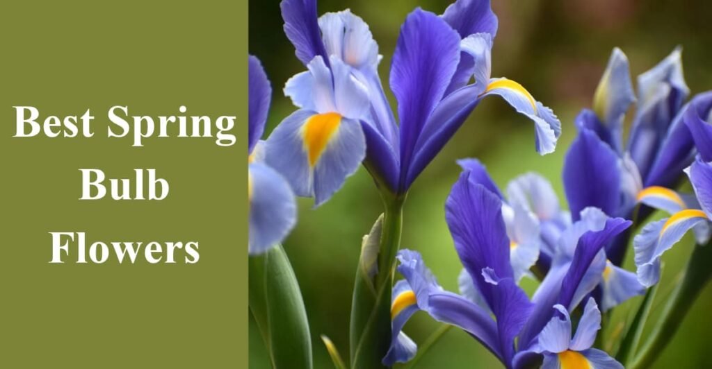 Best Spring Bulb Flowers