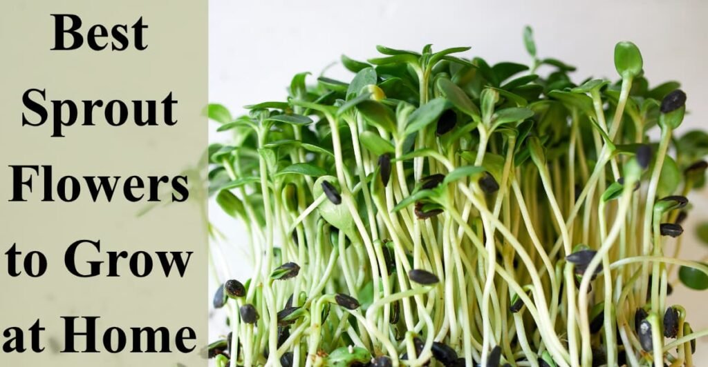 Best Sprout Flowers to Grow at Home