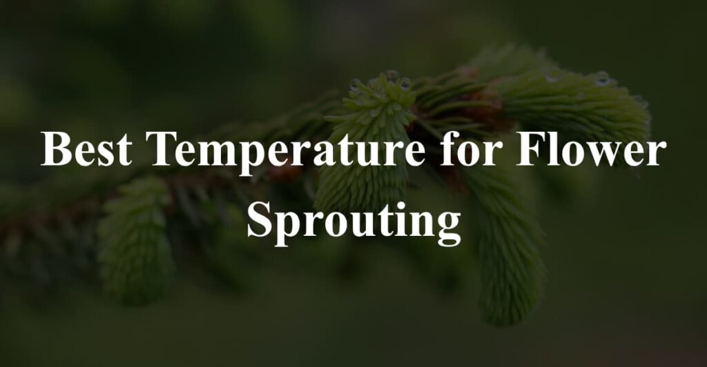 Best Temperature for Flower Sprouting
