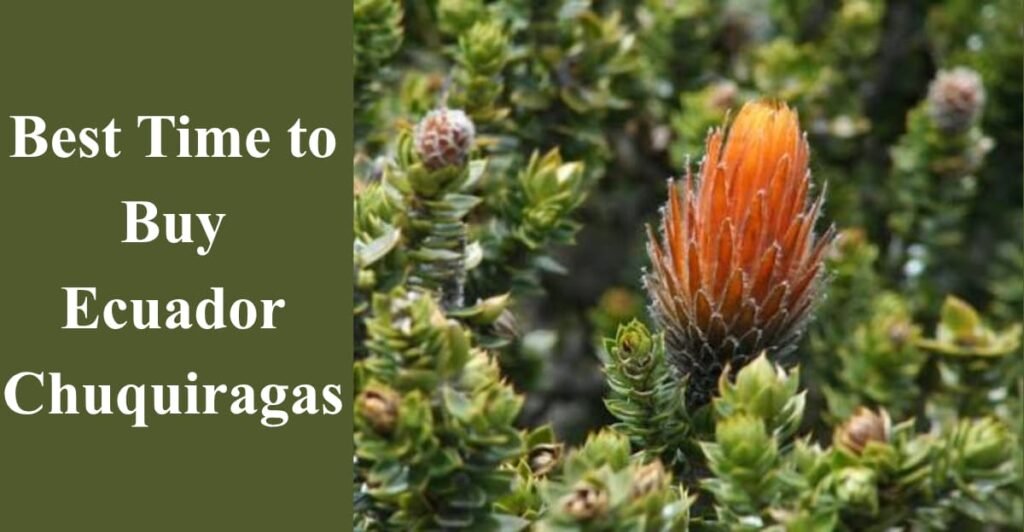Best Time to Buy Ecuador Chuquiragas